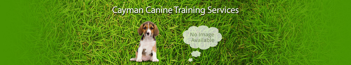 Cayman Canine Training Services