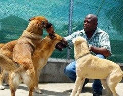 The Dog Whisperer of Cayman