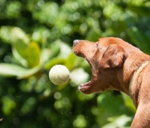 Catching the ball